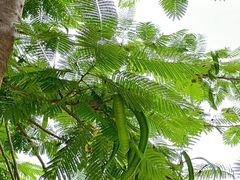 -西双版纳傣族园