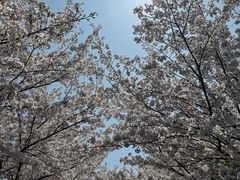 -高东镇樱花园
