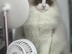 -伟伟宠物医院·瑞派猫友好医院·猫科(光谷店)