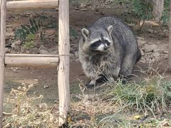 -石家庄市动物园