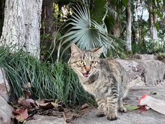 -泰州凤城河风景区-泰山公园