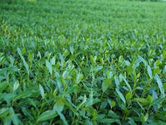 -西湖风景区十里琅珰-五云山