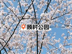 -顾村公园
