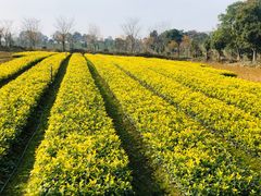 -帐篷客·溪龙茶谷度假酒店