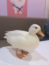 -Moni星球萌宠·小马宝莉·灵蛇·高端高阶全萌宠互动体验俱乐部(红豆国际广场店)