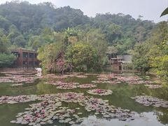 -野象谷景区