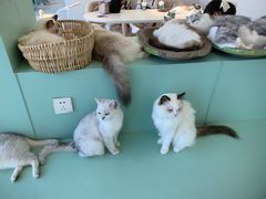 -怪兽屋·羊驼·猫咖·狗咖(俊华广场店)