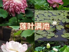 -秋霞圃