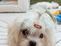 -帕帕拉兹宠物(亚洲旗舰店)