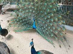 -呀路古热带植物园