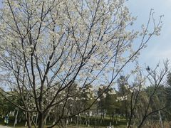 -重庆中央公园(渝北区)