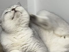 -瑞派康怡24h宠物医院·犬猫医疗中心·微创绝育(瑞景分院)