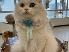-共舞时光猫咖·狗咖(新街口店)