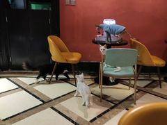 -猫色咖啡·猫咖