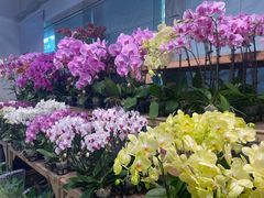 -双季花艺园艺市场(浦东店)