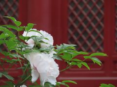 -北京市劳动人民文化宫