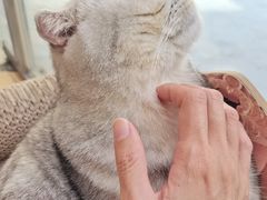 -猫咪派对(江南西店)