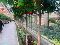 -南宫五洲植物乐园