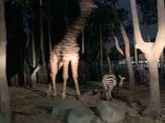 -清迈夜间动物园