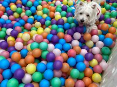 -汪说喵讲宠物乐园宠物酒店(红星美凯龙店)