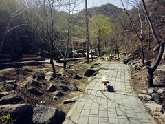 -大岭沟猕猴桃谷风景区
