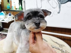 -鑫艺宠物美容培训学校