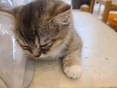 -猫咪派对(江南西店)