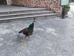 -J Create城市露营咖啡·简餐·宠物(上海动物园店)