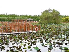 -大湾区中央湿地公园