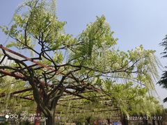 -嘉定紫藤园