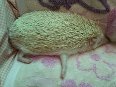 -藦茜花园宠物主题亲子互动体验馆(国顺东路店)
