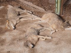-青藏高原野生动物园