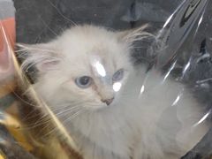 -纳吉亚猫专科动物医院博雅分院