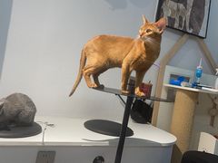 -琪喵猫屋·撸猫猫咖·猫舍