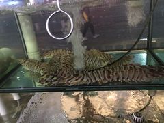 -凯华海鲜火锅·传承三十六年