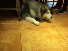 -more than meow吴止猫主题餐厅(承德 中船汇店)