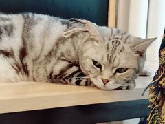 -平行世界·猫咖(首经贸店)
