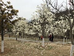 -浮山香苑