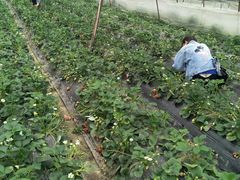 -胜丰草莓采摘园