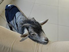 -怪兽屋·羊驼·猫咖·狗咖(俊华广场店)