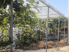 -马陆小张葡萄园农家乐