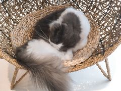 -飞行喵MR PILOT|猫舍·猫咖(静安大融城店)