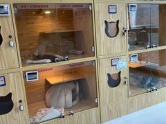 -小猫来了猫舍(福田店)
