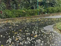 -云溪植物园