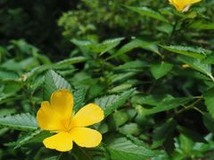 -九龙公园
