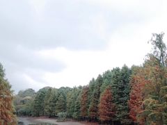 -紫金山山顶公园