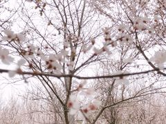-顾村公园