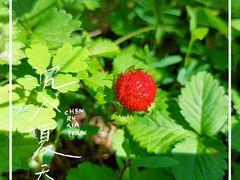 -黑龙江省森林植物园