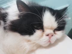 -安格丽娜·狗咖·猫咖羊驼咖(春熙路百盛商场店)