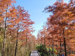 -昆山城市生态森林公园